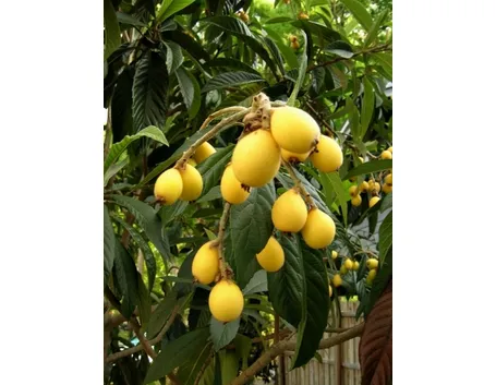Frutti del Nespolo del Giappone