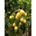 Frutti del Nespolo del Giappone