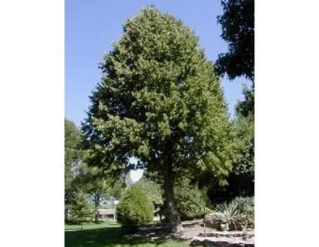 Albero di Nocciolo