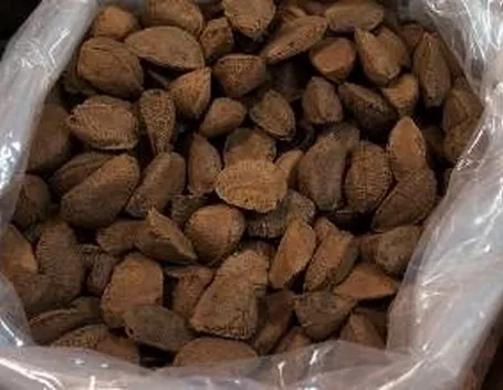 Frutti di Noce del Brasile