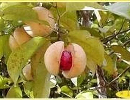 Foto di Noce moscata
