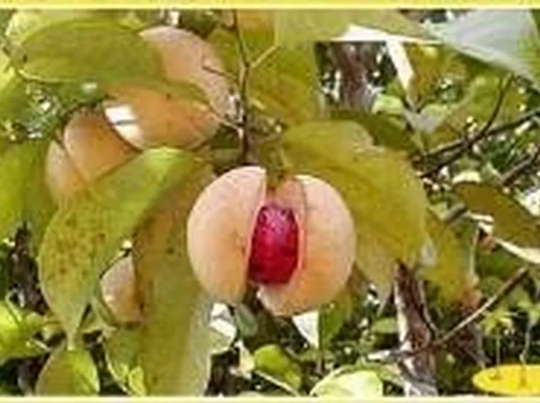 Foto di Noce moscata