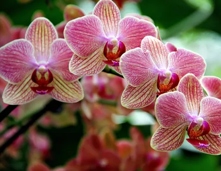 Orchidee