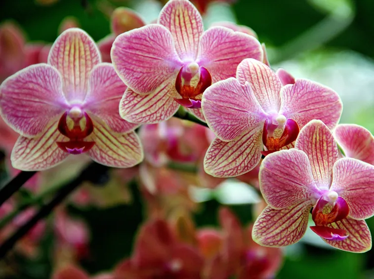 Orchidee