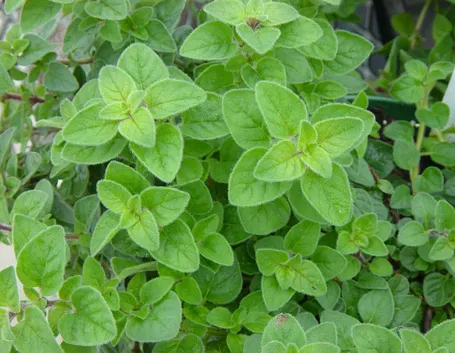 Fiore di Origano