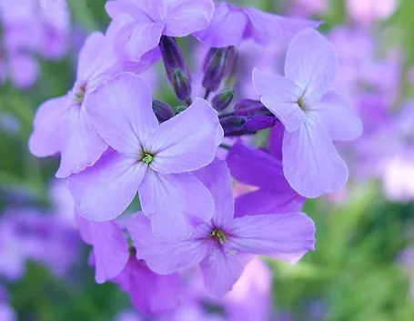 Ortensia