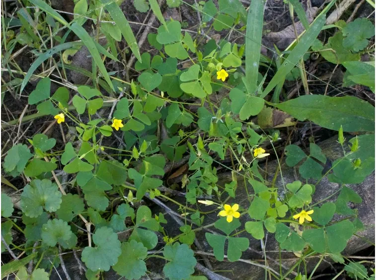 Acetosella spontanea