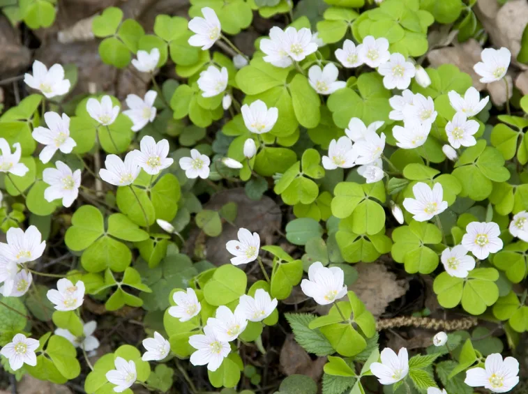 Fiori acetosella