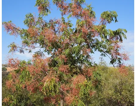 Albero pepe rosa