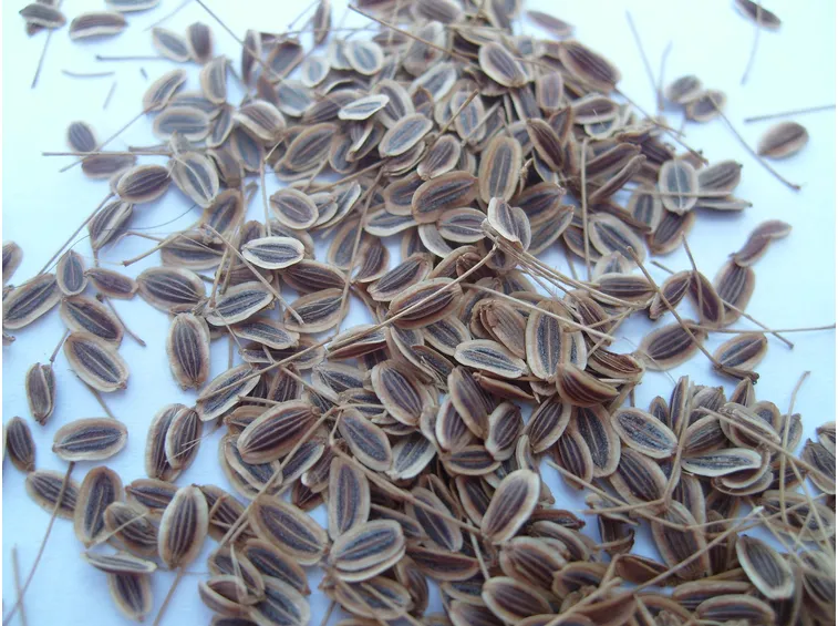 Semi di aneto
