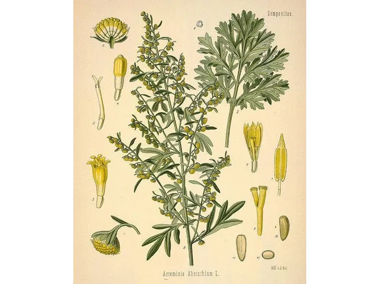 Assenzio (illustrazione scientifica)