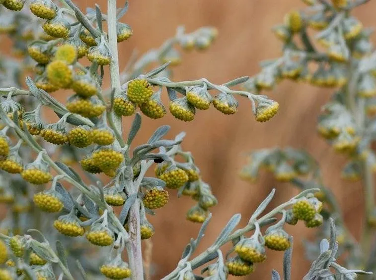 Infiorescenze di artemisia absinthium