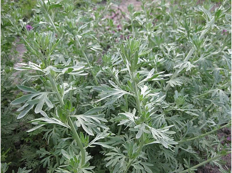 Foglie di artemisia absinthium