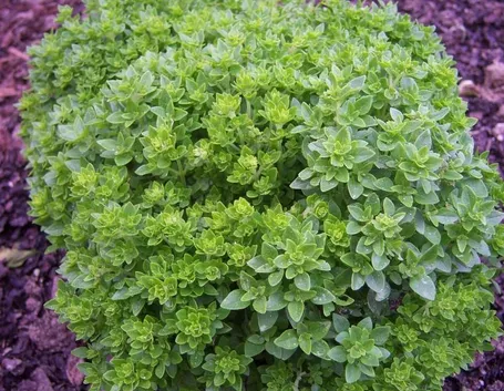 Il basilico greco