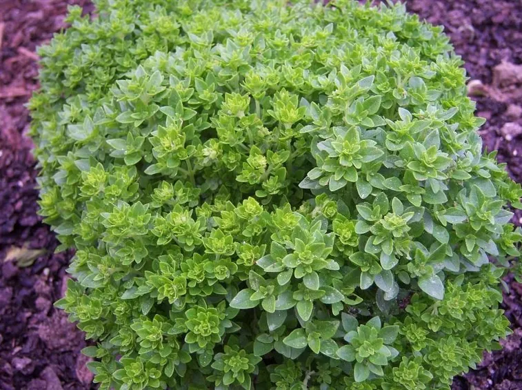 Il basilico greco