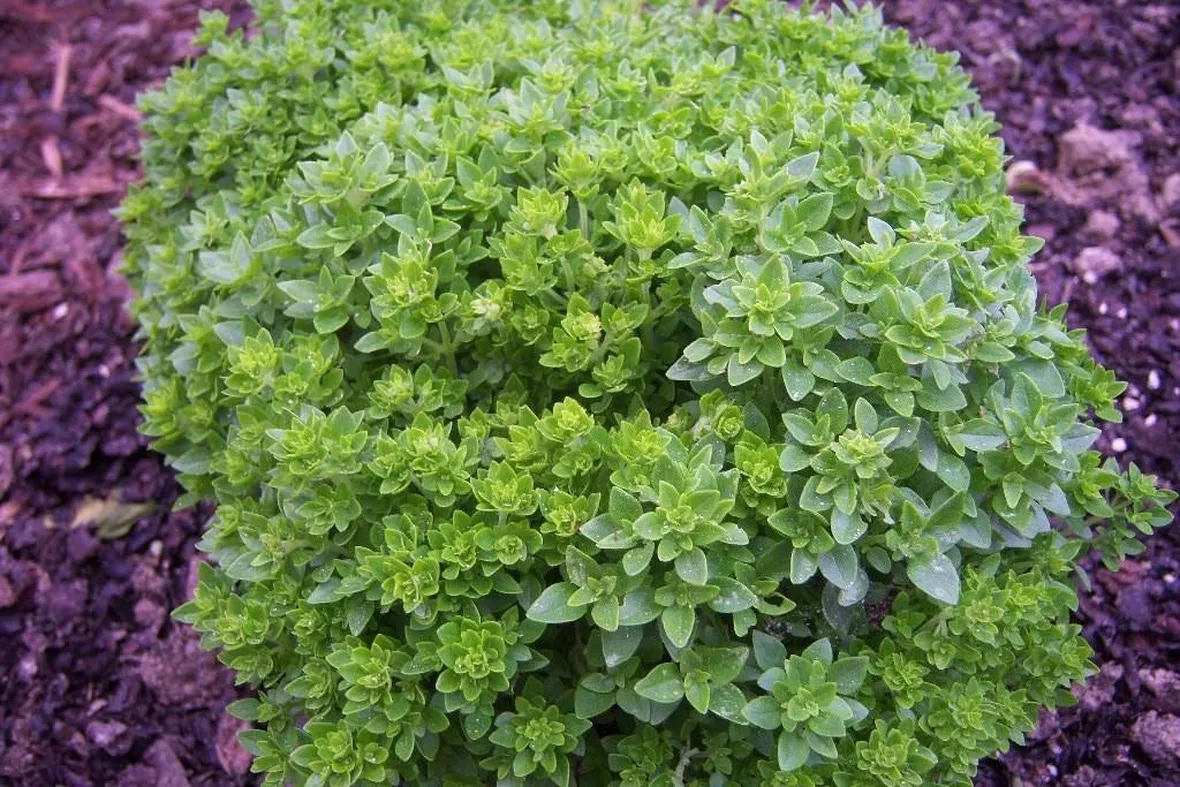 Il basilico greco