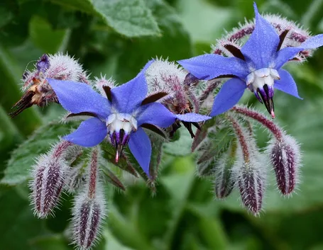 Fiori Borragine