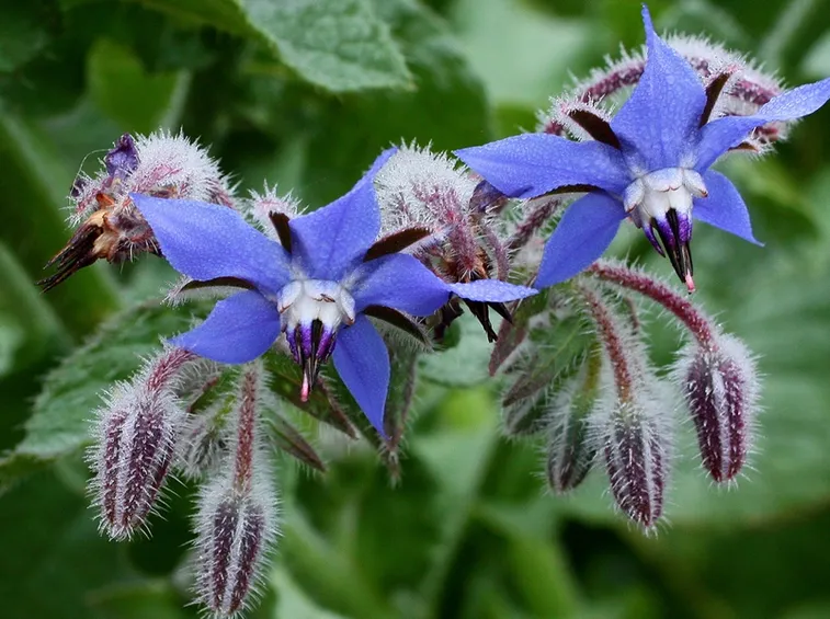 Fiori Borragine