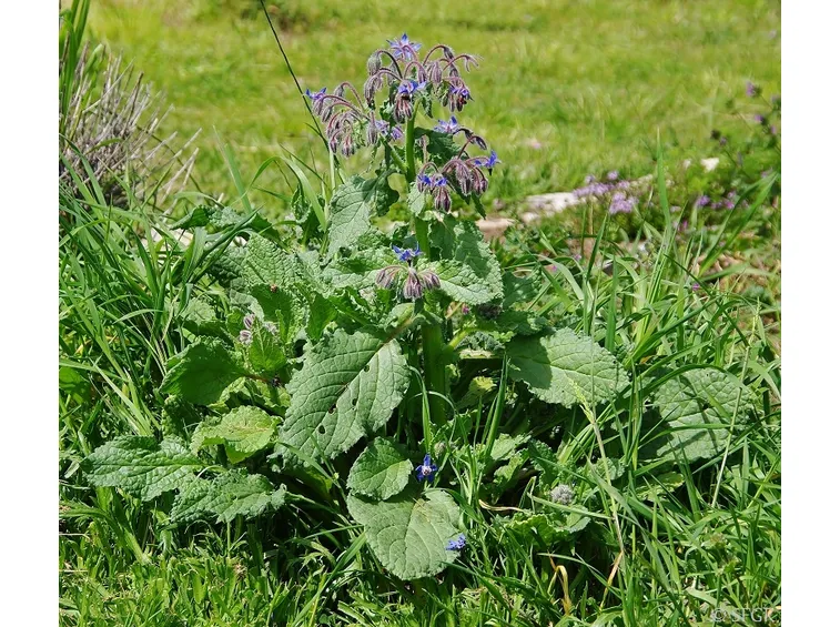 Pianta Borragine