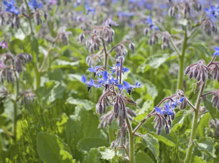 Borragine parassiti
