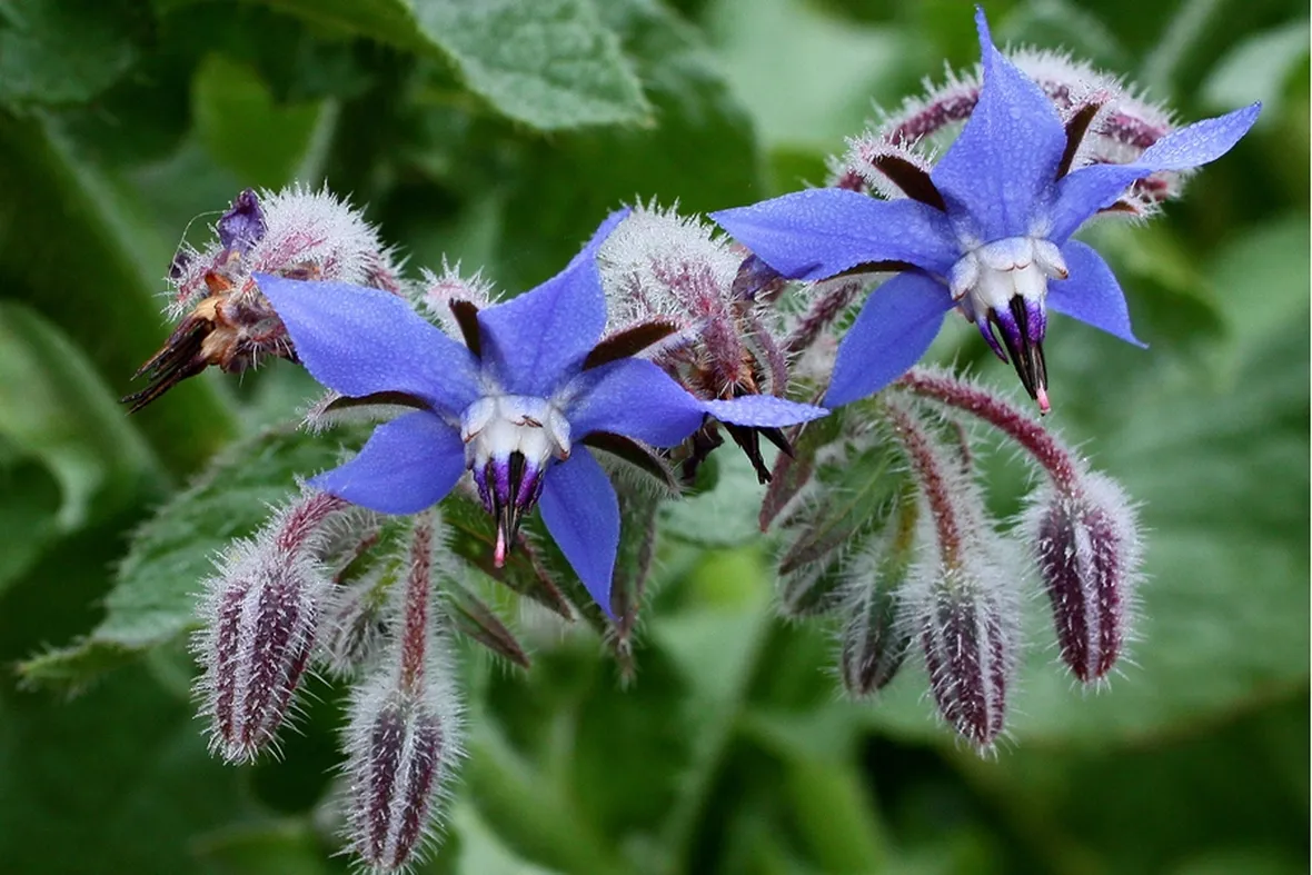 Fiori Borragine