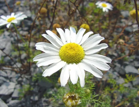 fiore di camomilla