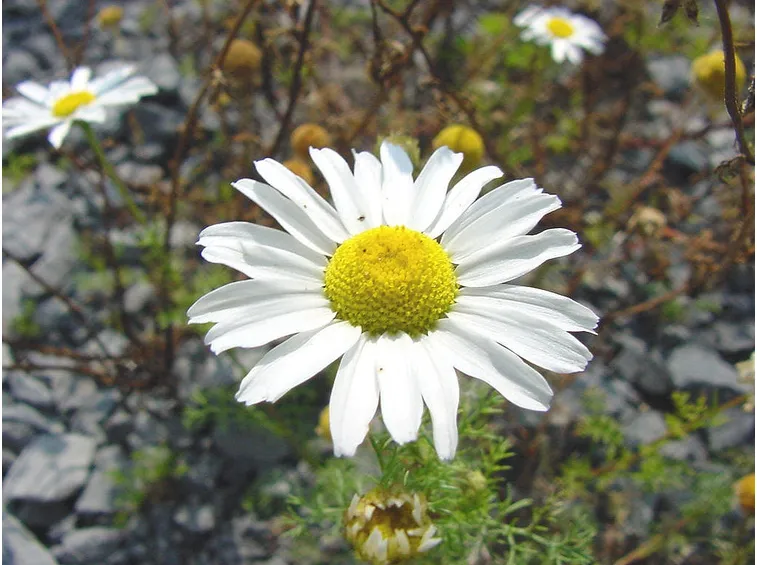 fiore di camomilla