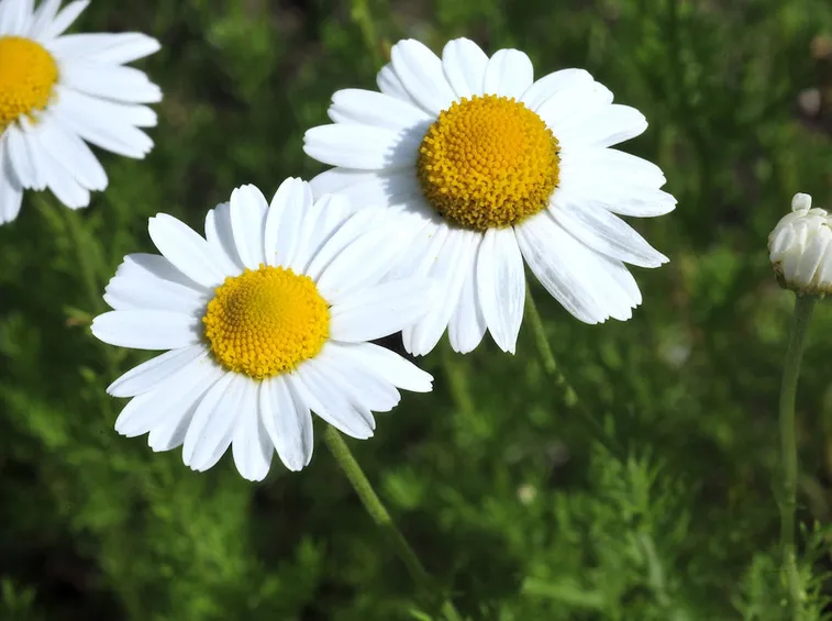 camomilla fiori