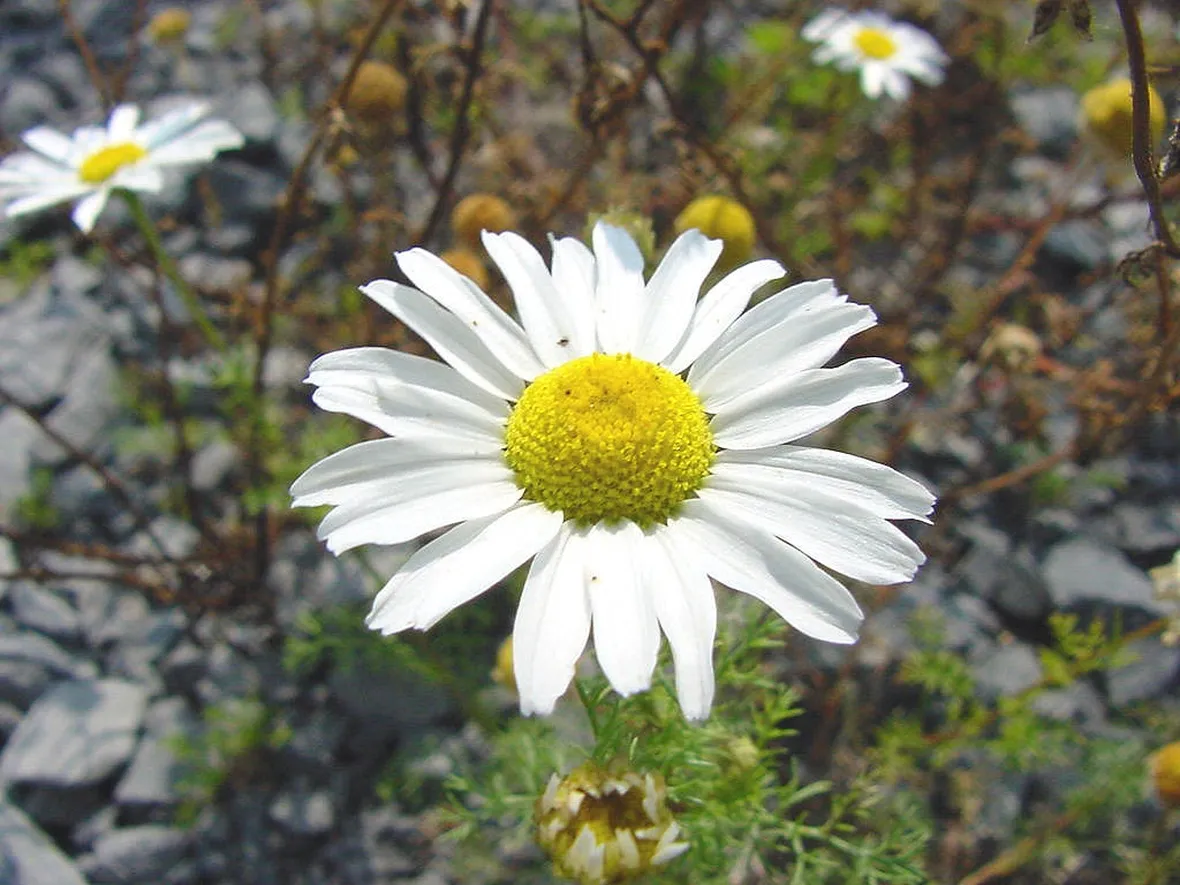 fiore di camomilla