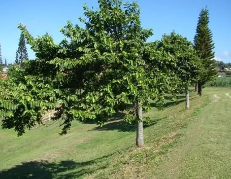 Albero di cananga odorata