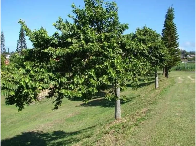 Albero di cananga odorata
