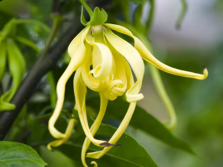 Fiore di cananga odorata