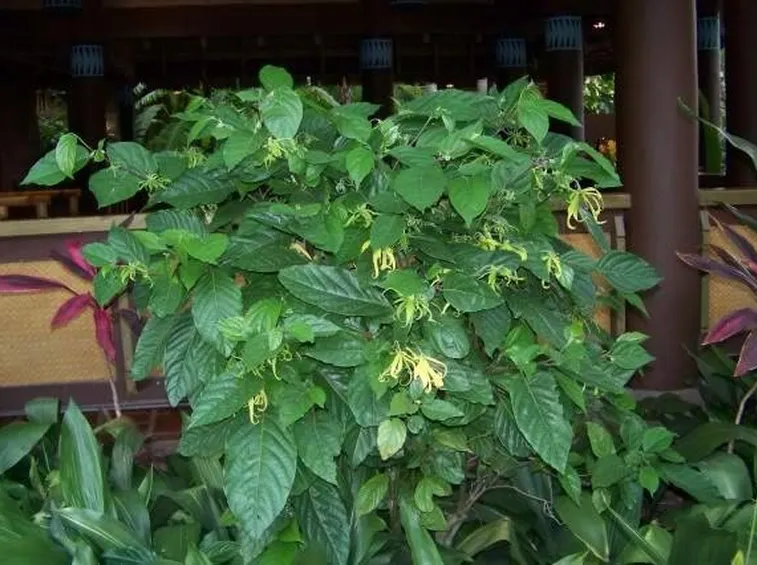 Esemplare di cananga odorata in giardino