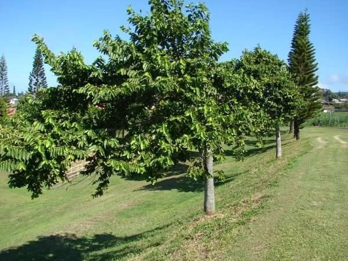 Albero di cananga odorata