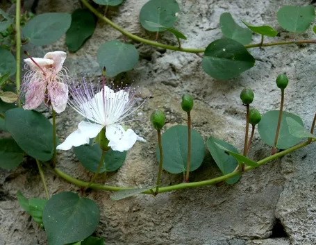 Capperi e fiori