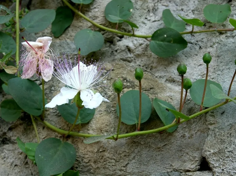 Capperi e fiori