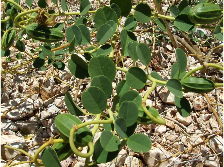 Pianta di cappero