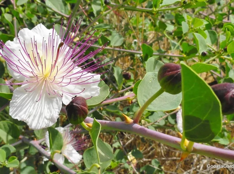 Bellissimo fiore di cappero
