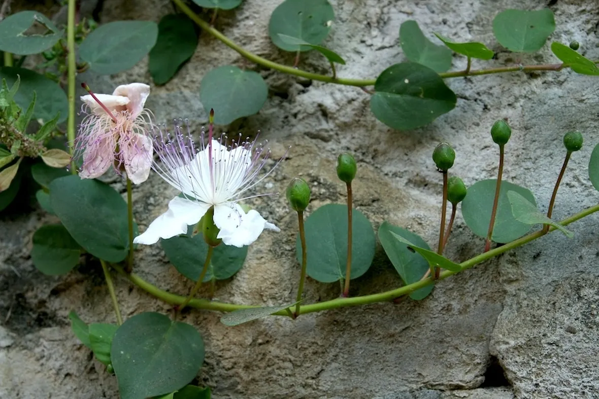 Capperi e fiori