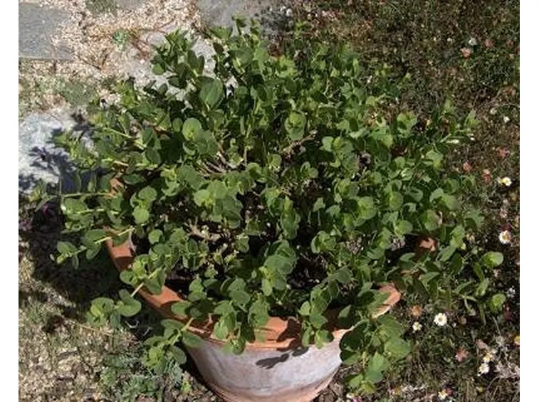 Cappero in vaso