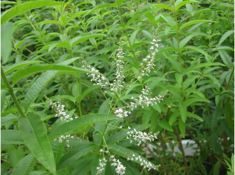 Pianta cedrina fiore