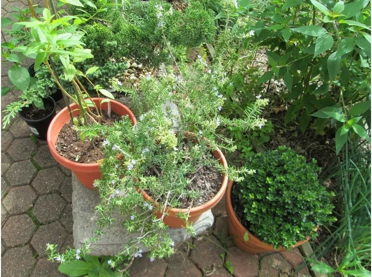 Melissa officinalis vaso