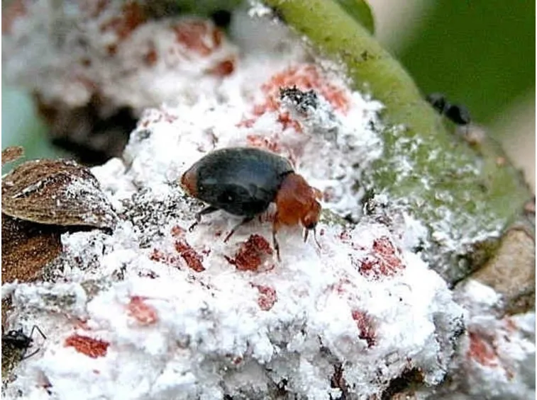 Cocciniglia piante aromatiche