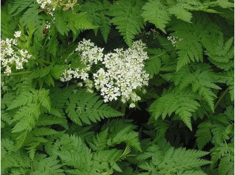 Particolare di cerfoglio con fiori