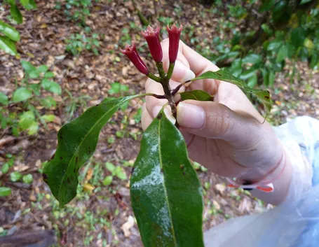 Eugenia caryophyllata fresca.