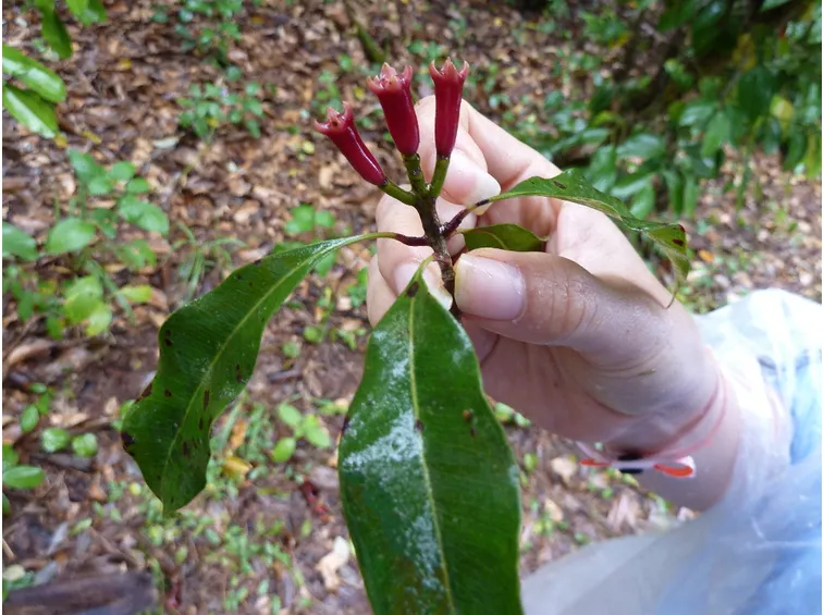 Eugenia caryophyllata fresca.
