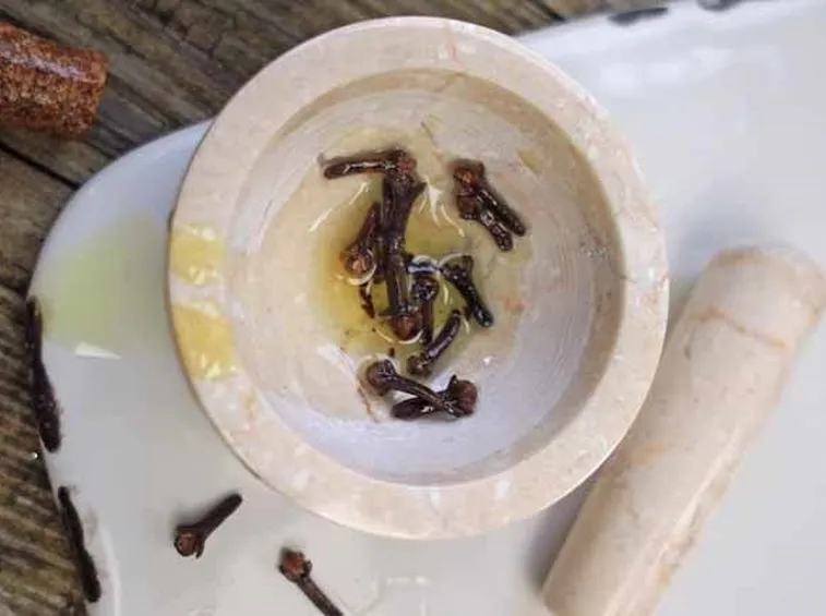 Preparazione dell'olio di chiodi di garofano.