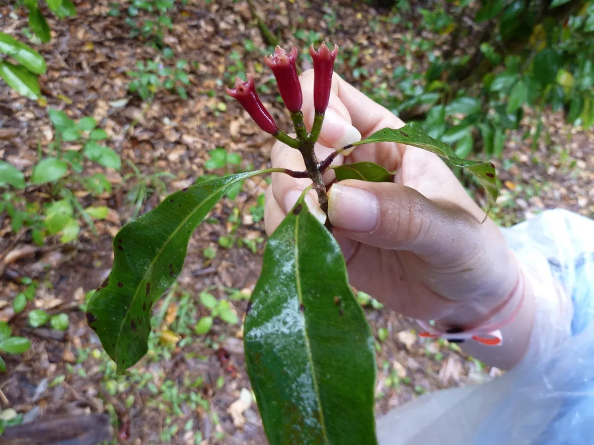 Eugenia caryophyllata fresca.