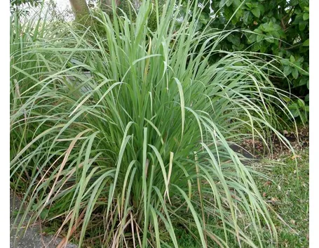 Pianta di citronella