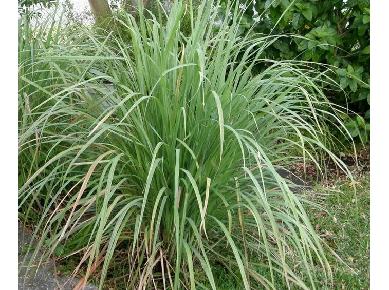 Pianta di citronella